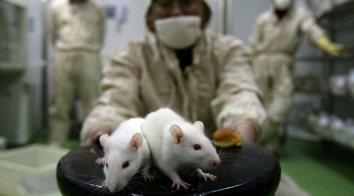 В среднем на каждого жителя планеты приходится по 2 крысы. | Фото: briansk.ru.