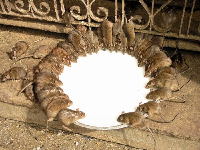 В индуистском храме крыс почитают, как священных животных и поют их молоком. | Фото: gnpcompany.ru.