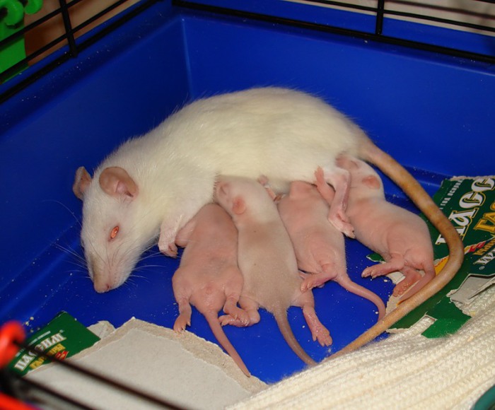 Период беременности крысиных самок составляет три недели, и сразу же после родов они снова готовы к зачатию. За 12 недель одна крыса может родить 100 детенышей. | Фото: picpool.ru.
