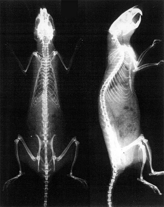Суставы крысы и человека устроены одинаково, а кости имеют равное количество деталей. | Фото: infodwn.ru.