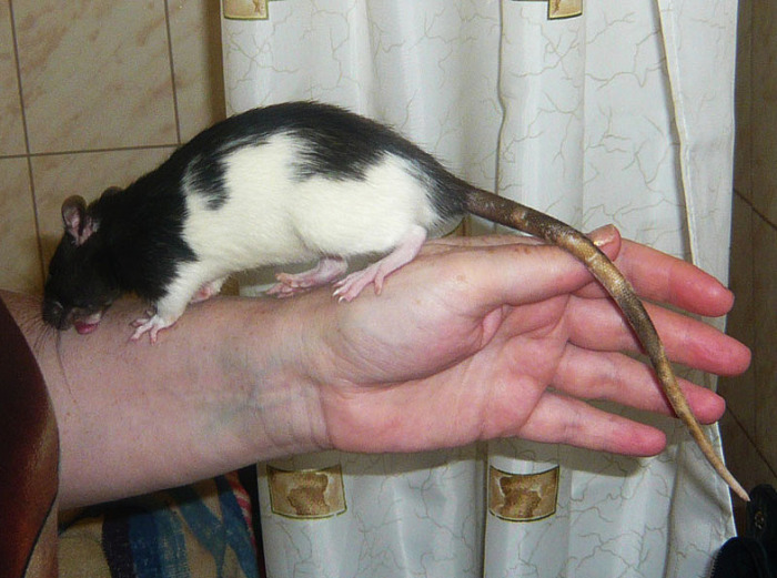 Тончайшие волоски, покрывающие хвост крысы, используются в офтальмологии в качестве шовного материала во время операций. | Фото: rat.ru.