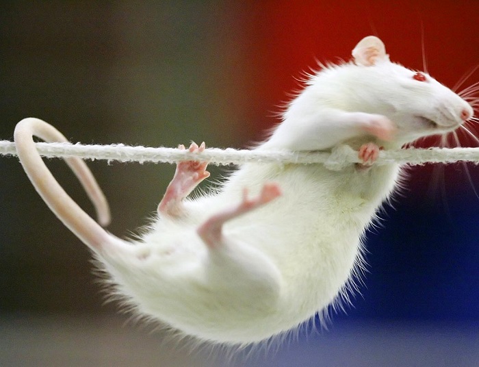 За день крысы способны преодолевать от 10 до 50 км лазая по канатам, трубам, деревьям. | Фото: paparazzi.at.ua.