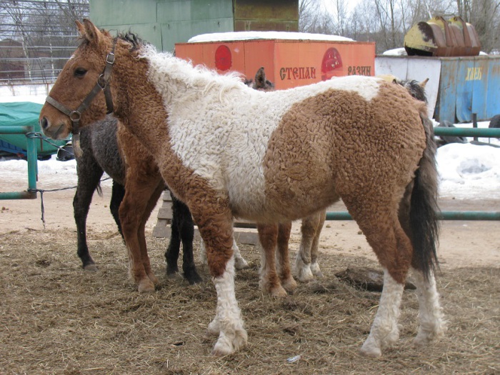 Выносливые лошади, приспособленные к круглогодовому табунному содержанию в условиях резко континентального климата.