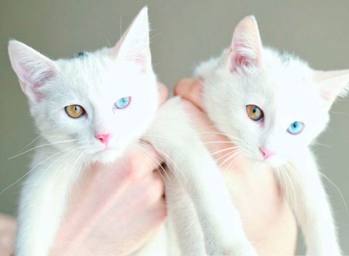 Белоснежные кошки с изумительными глазами.