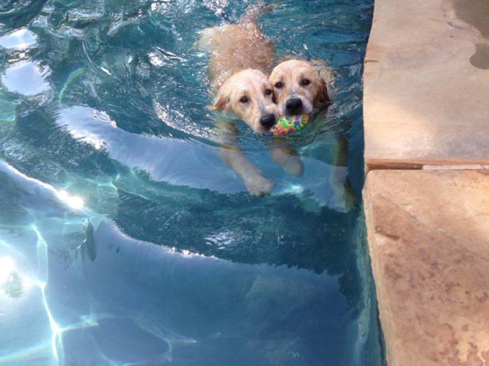 С мячиком интереснее плавать, правда?