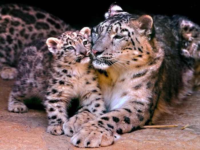 Леопарды живут с матерью до двух лет.