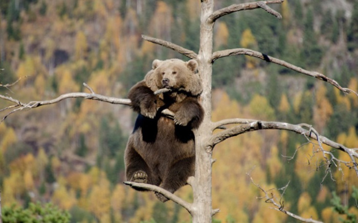 Медведица забралась на вершину дерева, чтобы вздремнуть и насладиться пейзажем. Несмотря на неуклюжий вид, бурый медведь иногда может быстро бегать — со скоростью до 50 км/ч, превосходно плавает и в молодости хорошо лазает по деревьям. Фотограф Jorgen Tharaldsen.