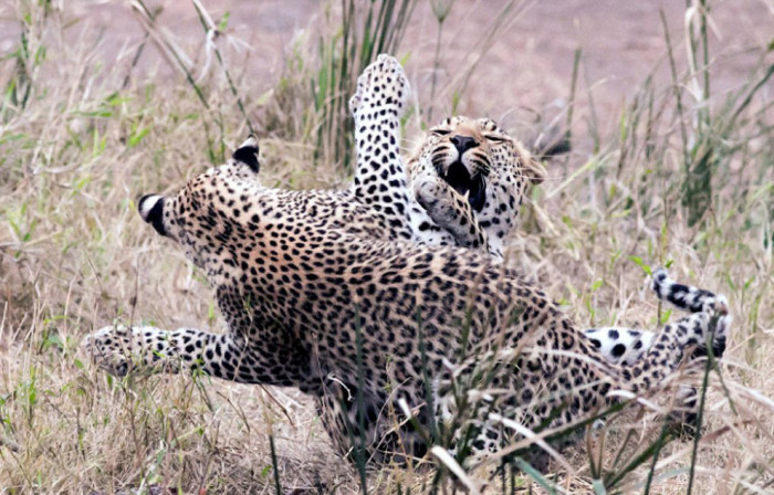 Мать и ее котенок-леопард играют в Национальном парке Крюгера в Южной Африке. Фотограф Great Stock.