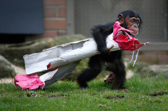 13-месячный шимпанзе из зоопарка Сиднея. Фотограф Jason Reed.