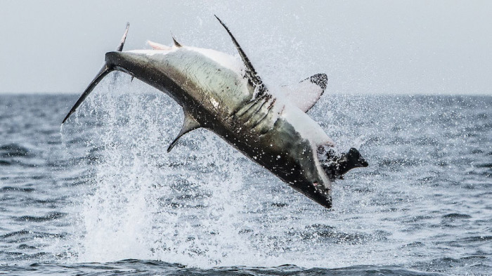 Белая акула ловит тюленя. Фотограф Atlantic Edge Films.