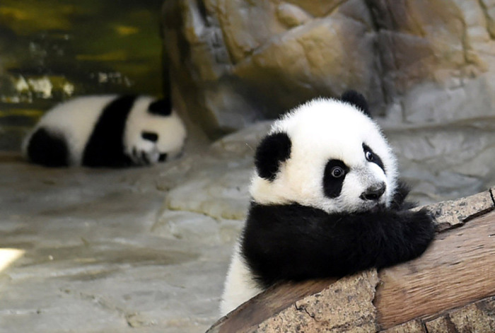 Единственные в мире тройняшки-панды, провинция Гуандун, Китай. Фотограф Feature China.