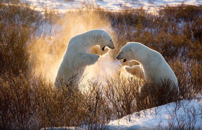 Игры белых медведей, Канада. Фотограф Joyce Ferder.