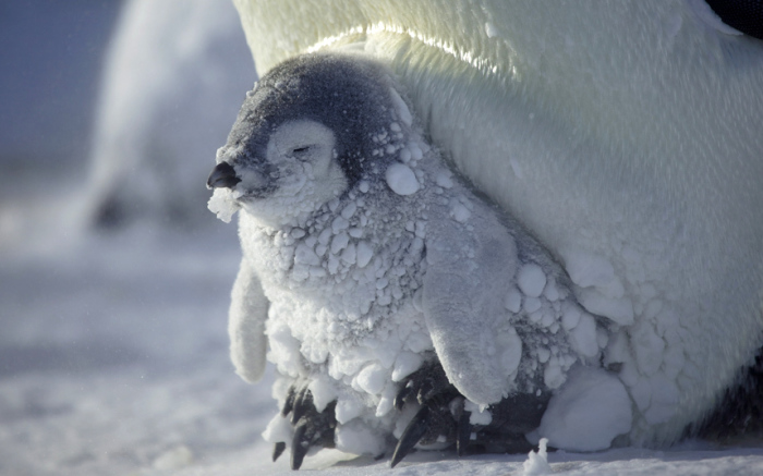 Суровый край — Антарктида. Императорский пингвинёнок греется в ногах у мамы. Фотограф Frederique Olivier.