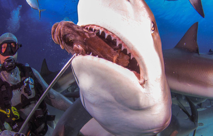 Дайвер в кольчуге, чтобы акула не поранила зубами. Фотограф Jan Morton.
