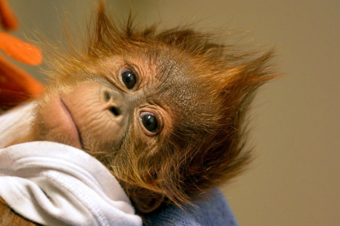 У маленького орангутанга умерла мать спустя неделю, после рождения малыша. Фотограф Attila Kovacs.