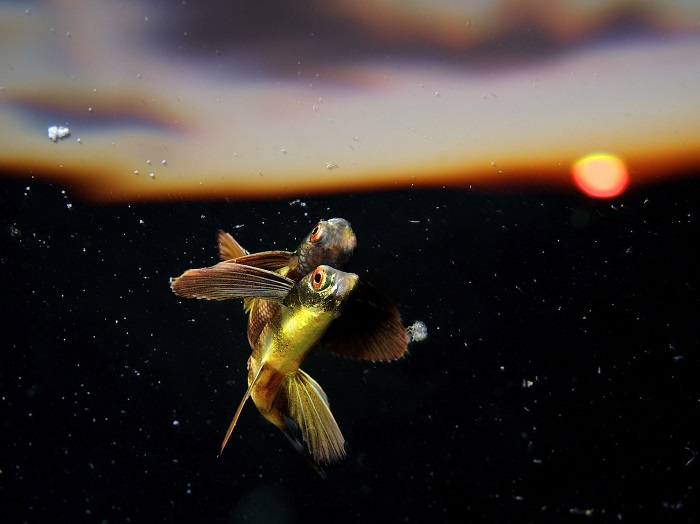 Летучая рыба. Фотограф: Эрик Мадея (Eric Madeja), Швейцария.