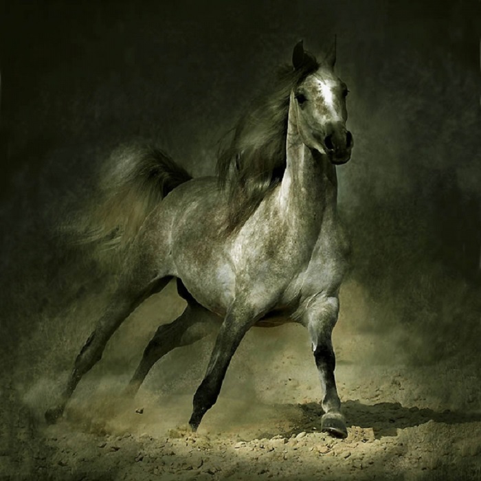 Историю возникновения арабской породы лошадей окутывают многочисленные мифы и легенды.
