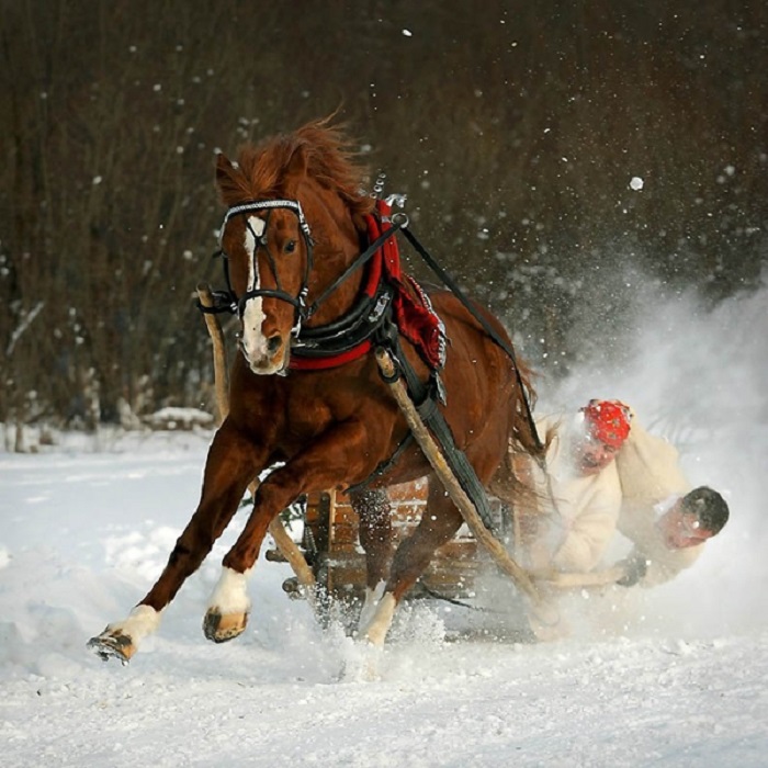 Арабские лошади отличаются подвижностью и выносливостью.