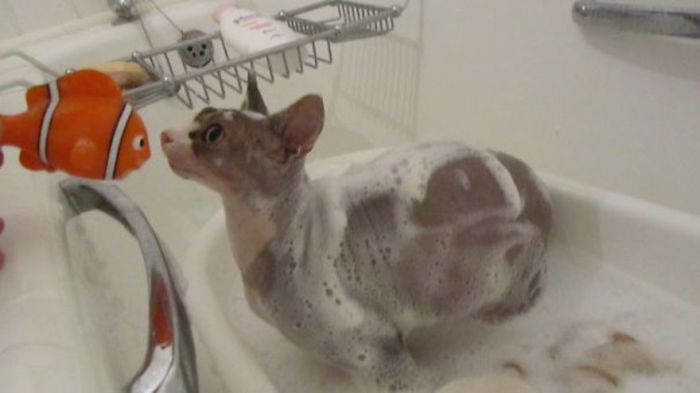 Сфинксы очень любят принимать пенную ванну.