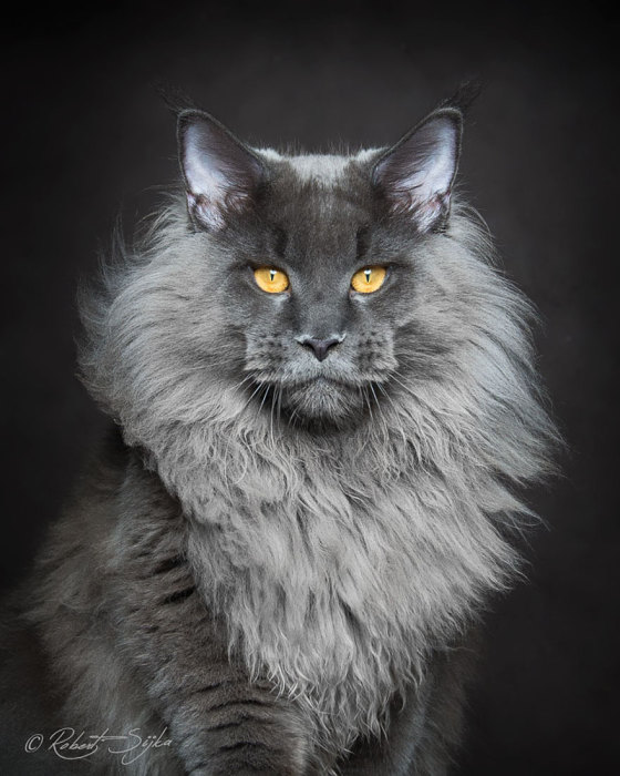 Львы среди котов: фотографии невероятно красивых котов породы мейн-кун