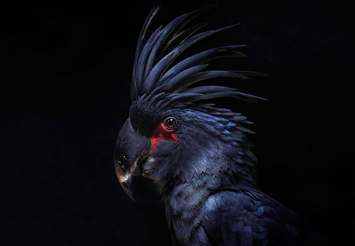 Этот попугай с громким и резким голосом может претендовать на место вокалиста метал-группы.