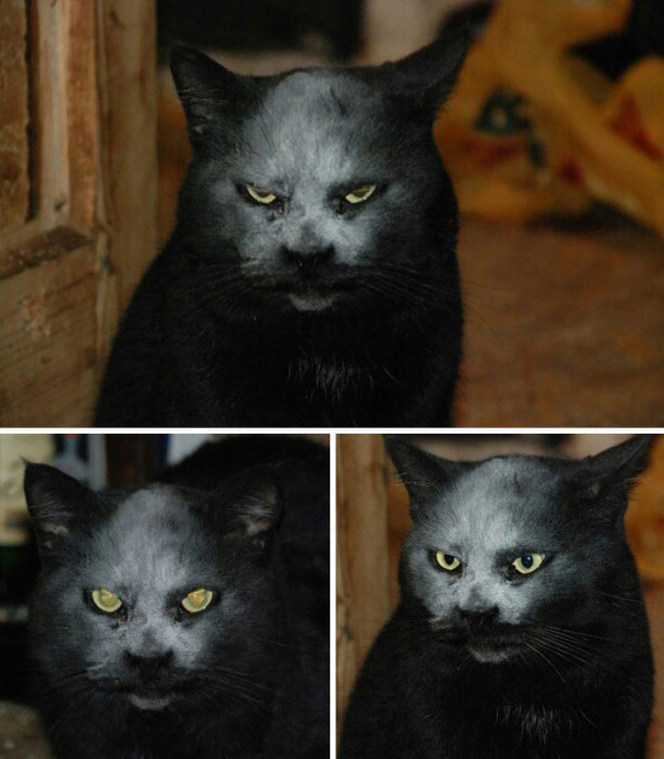 Для создания такого жуткого образа черный кот использовал муку в качестве грима.