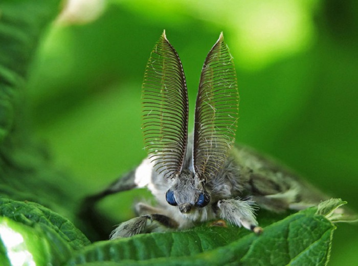 Бабочка, сидящая на кусте смородины. Фотограф alexandr.likhareff.