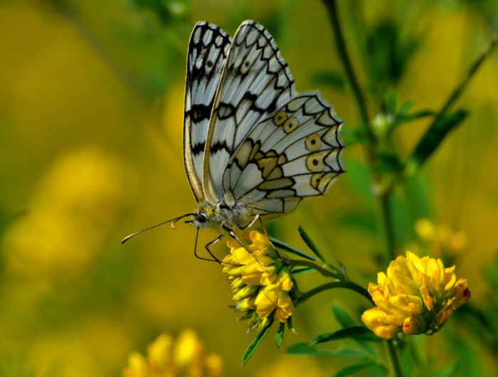 Дневная бабочка из семейства нимфалид. Фотограф Михаил.