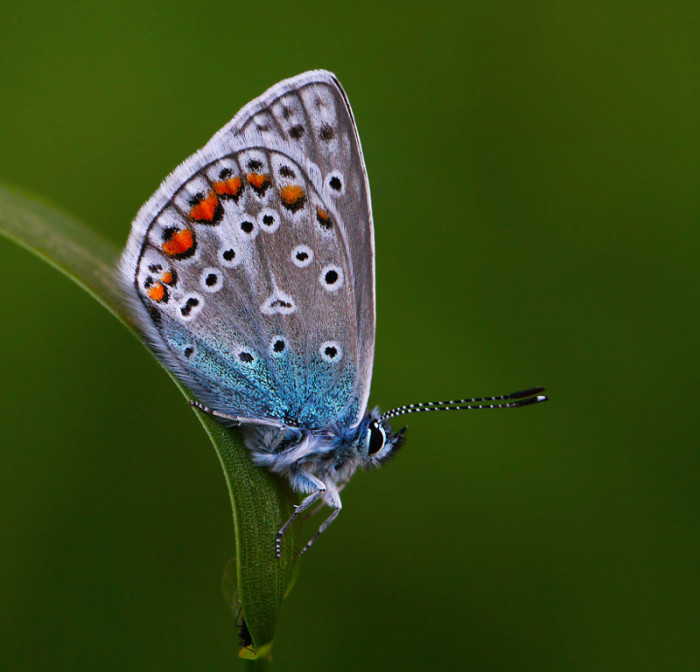 Дневная бабочка из семейства голубянок. Фотограф ulenickij.