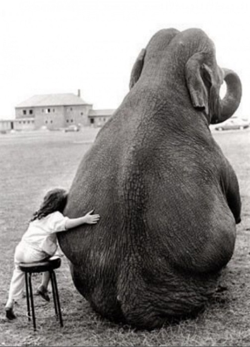 Малышка и ее друг слон, нежная и трогательная дружба...