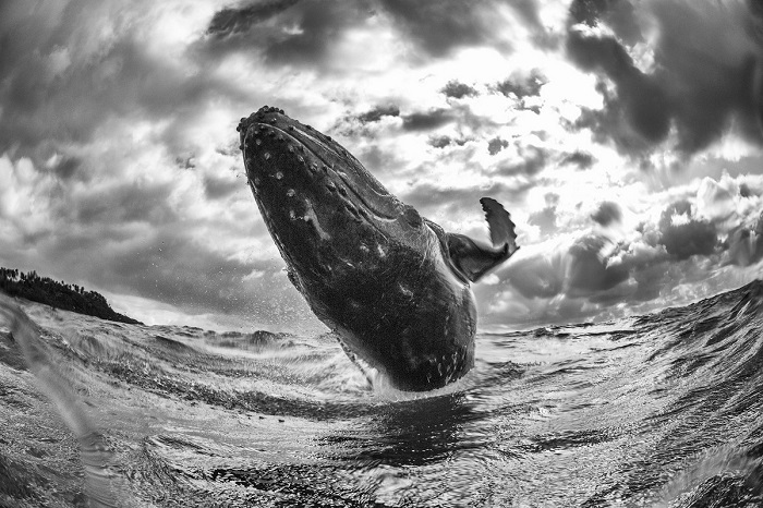 Похвальные отзывы получил кадр с выныривающим на поверхность горбатым китом, снятый японским фотографом Тони Ву (Tony Wu).