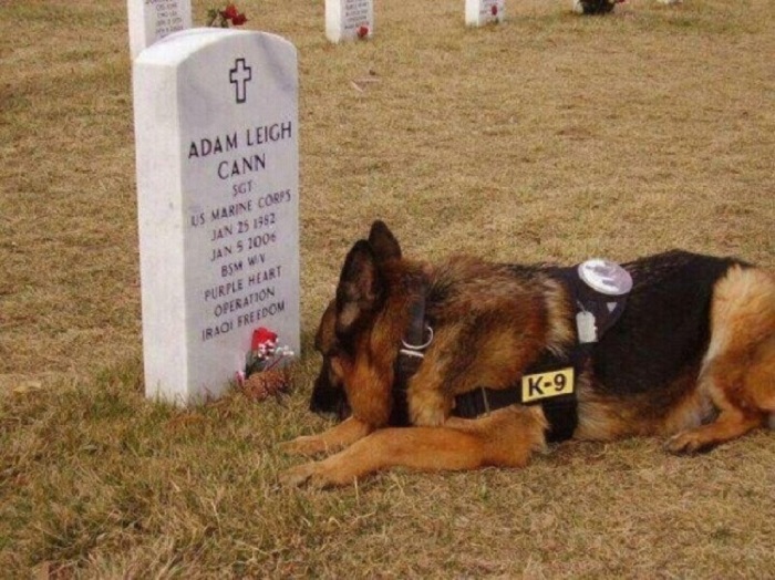 Пес грустит на могиле хозяина — Адам Канн был убит в бою 5 января 2006 года в Рамади, Ирак.