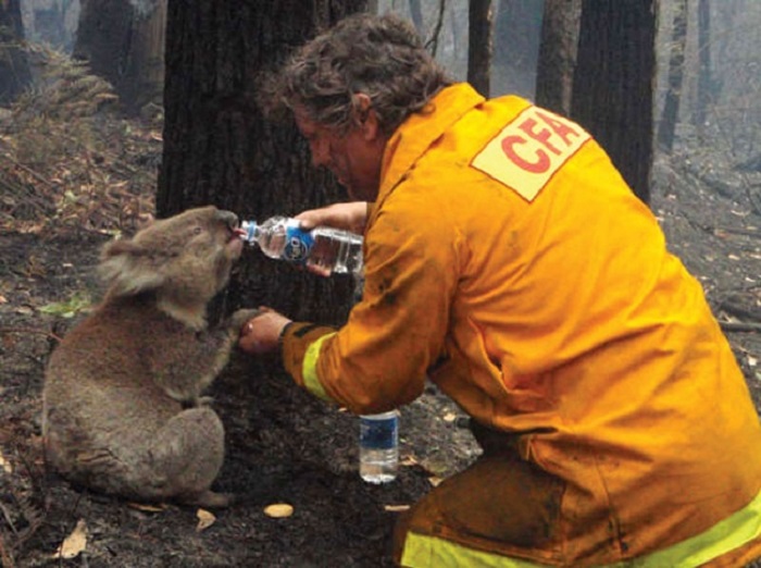 Пожарный поит коалу во время засухи, которая привела к лесным пожарам в Австралии в 2009 году.