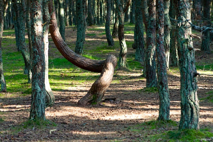 Знаменитый «пьяный», или «танцующий», сосновый лес находится в национальном парке «Куршская коса» в Калининградской области.