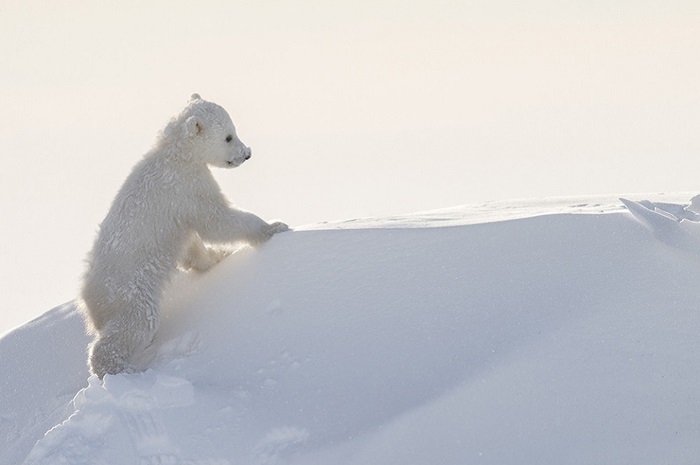 Чрезвычайно активные полярные медвежата играли с мамой-медведицей и исследовали территорию.