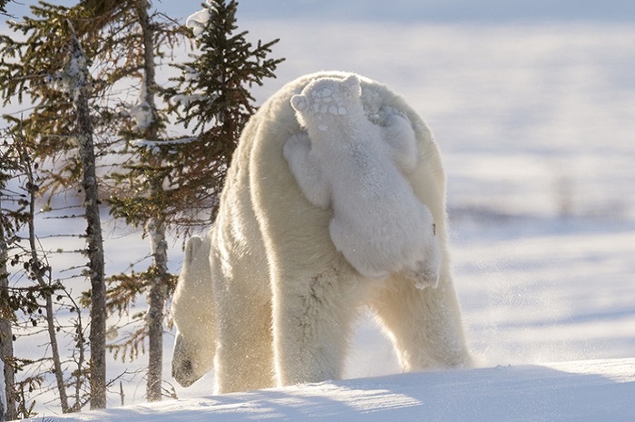 Фотографии с белой медведицей и 4-месячными медвежатами сняты в канадском национальном парке Вапуск.