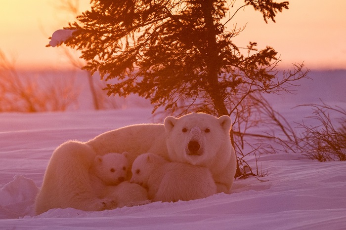 Кроме того, канадскому фотографу пришлось провести 117 часов недалеко от берлоги полярной медведицы.