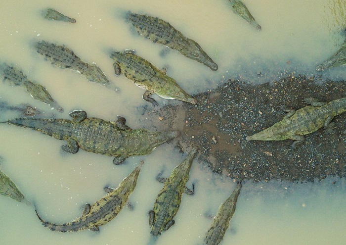  Крокодилы в реке Тарколес провинции Пунтаренас, Коста-Рика. Автор фотографии: Никлас Вебер (Niklas Veber).