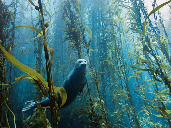 Любопытный тюлень выглядывает из водорослей.