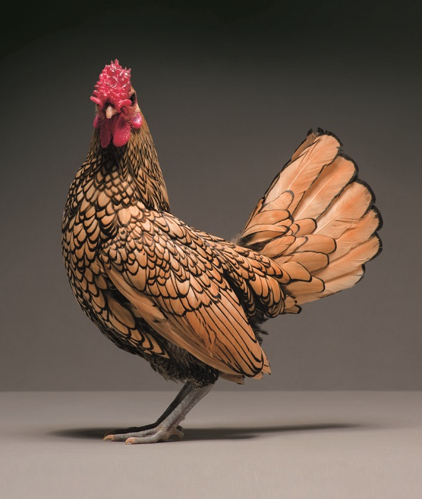 Each feather of a miniature cock of the Sibrayt breed ends in a black border.