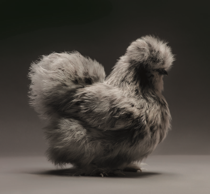 Chickens of Chinese silk breed have fluffy and soft feathers, reminiscent of cat hair.