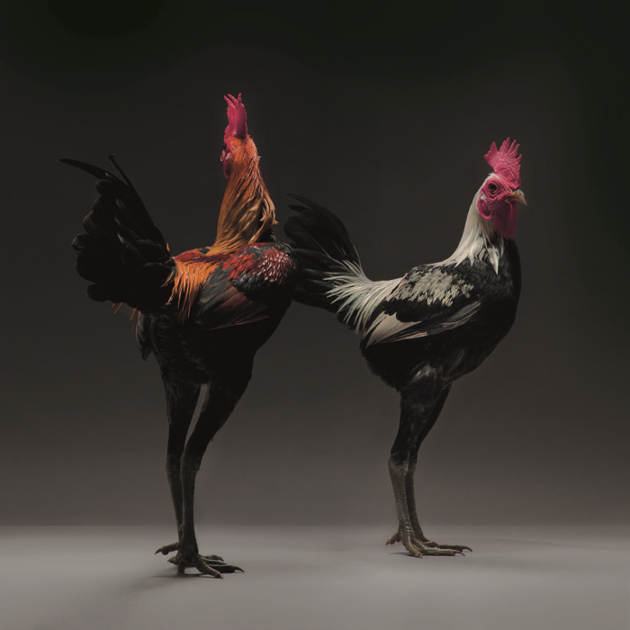 Почему курица и петух окрашены по разному: природные особенности