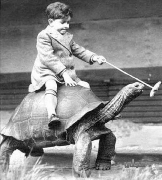 Езда на слоновой черепахе.