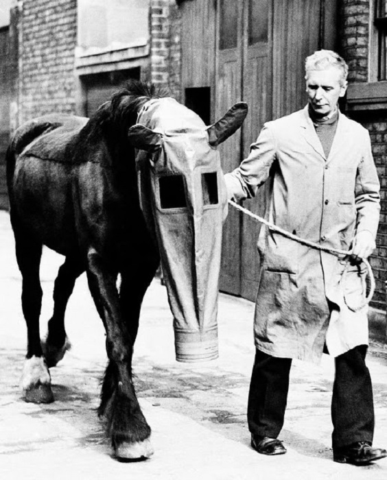 В Лондоне общественной организацией «Our Dumb Friends League» на случаи химической атаки был разработан специальный противогаз для лошадей, Англия, 27 марта 1940 года.