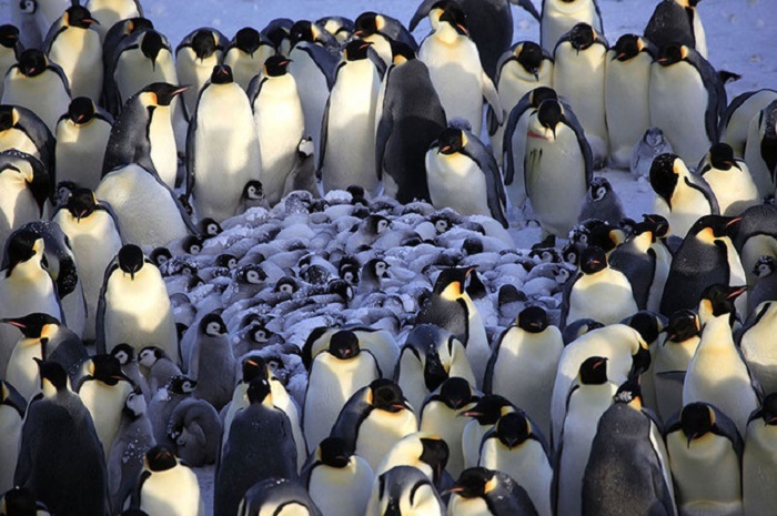Для того чтобы согреть своих детенышей, взрослые пингвины образовывают вокруг них плотное кольцо.