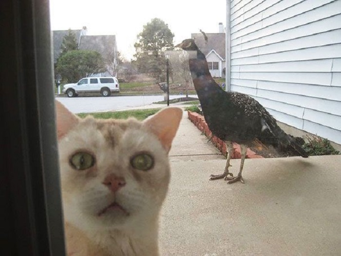 Впустите, я боюсь эту страшную птицу.