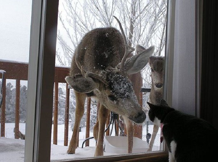 Слушай, котик, ты не мог бы открыть дверь?