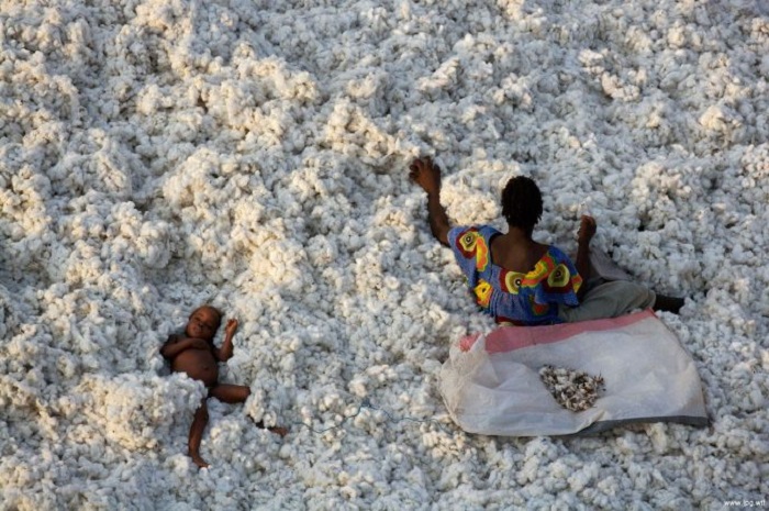 Хлопок в республике Кот-д’Ивуар собирают  вручную.