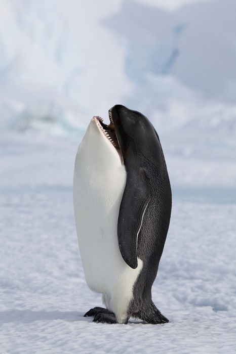 Коллаж «Пингвин-касатка».