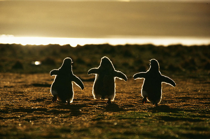 Игры маленьких пингвинов.